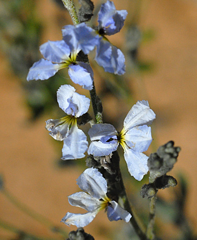 Dampiera stenostachya close