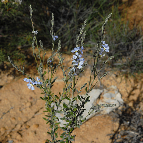 Dampiera stenostachya whole