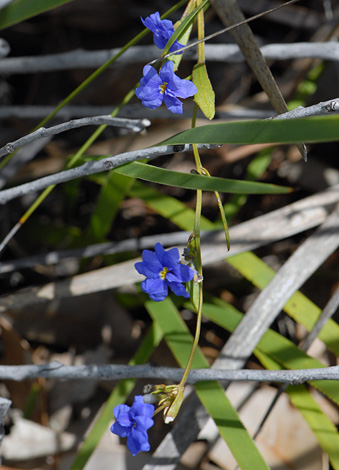 Dampiera trigona close