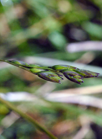 Danthonia decumbens close