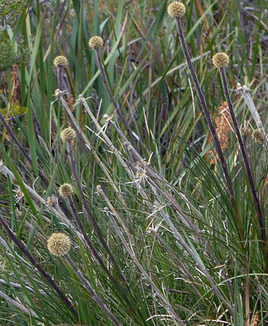 Dasypogon bromeliifolius close