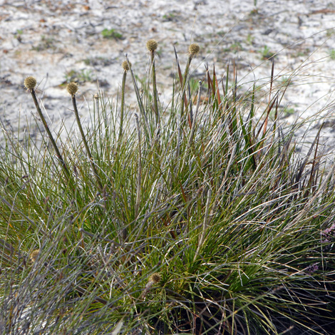 Dasypogon bromeliifolius whole