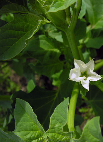 Datura ferox flower