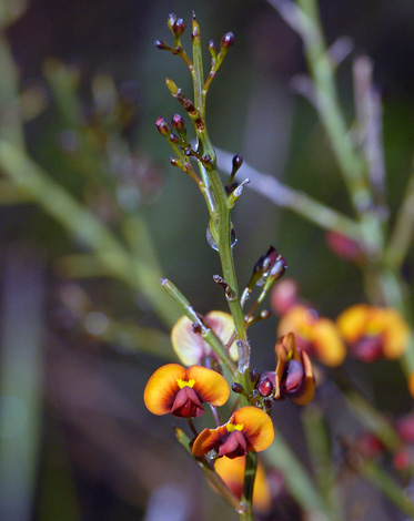 Daviesia divaricata close