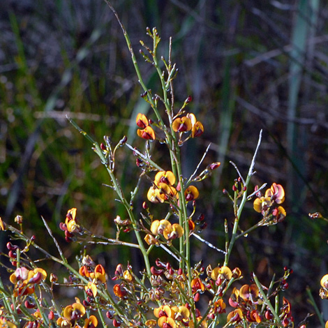 Daviesia divaricata whole