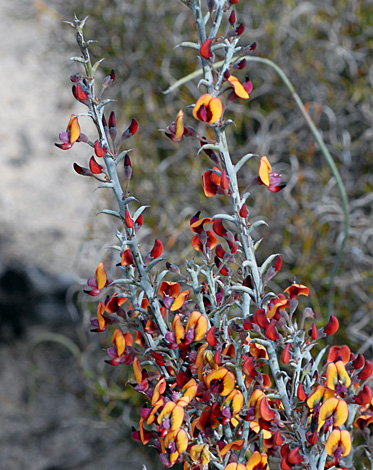 Daviesia incrassata close