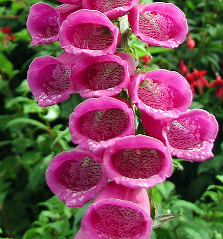 Digitalis purpurea close