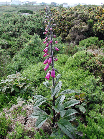 Digitalis purpurea whole