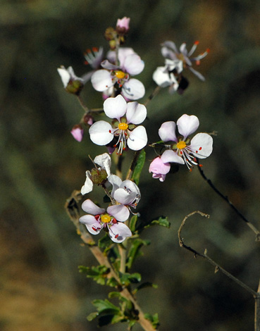 Diplopeltis huegelii peperflower close