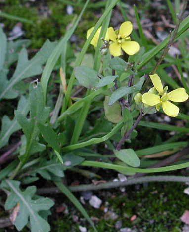 Diplotaxis muralis close