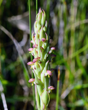 Disa bracteata close