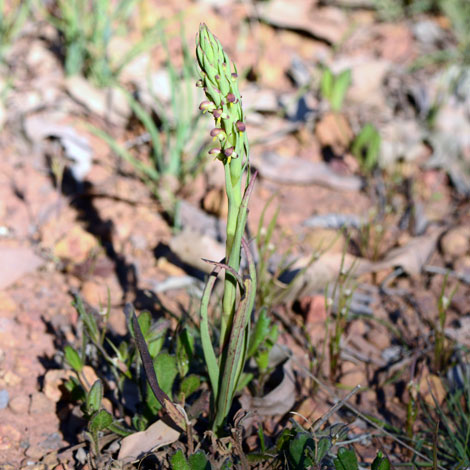 Disa bracteata whole