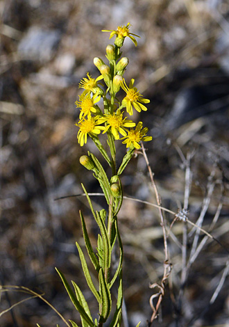 Dittrichia viscosa close