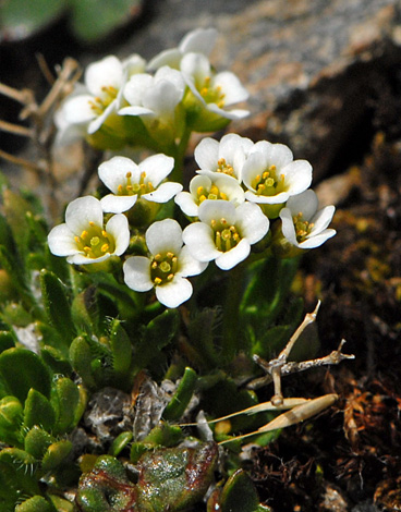 Draba fladnizensis close