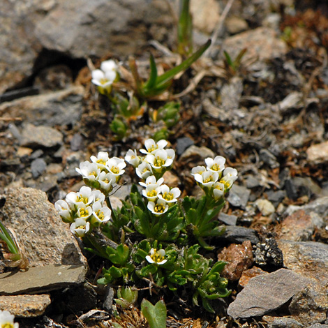 Draba fladnizensis whole