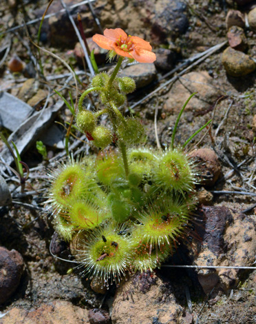 Drosera glanduligera close
