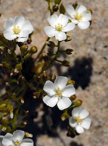 Drosera porrecta close