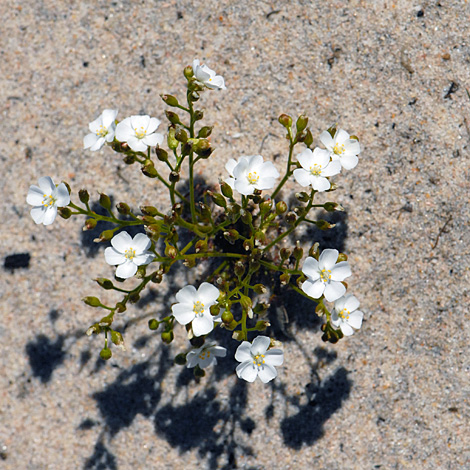 Drosera porrecta whole