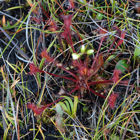 Drosera x obovata