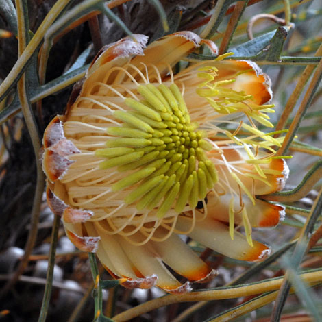 Banksia rufa ssp obliquiloba close