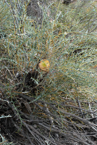 Banksia rufa ssp obliquiloba whole