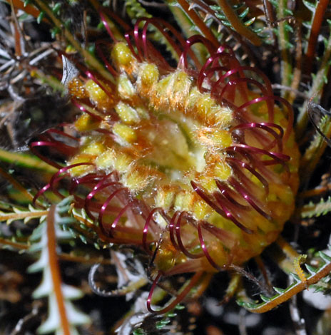 Dryandra (Banksia) nivea close