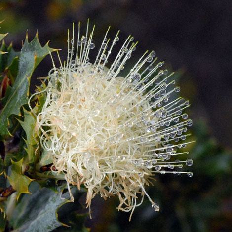 Dryandra sessilis close