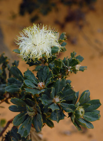 Dryandra sessilis whole