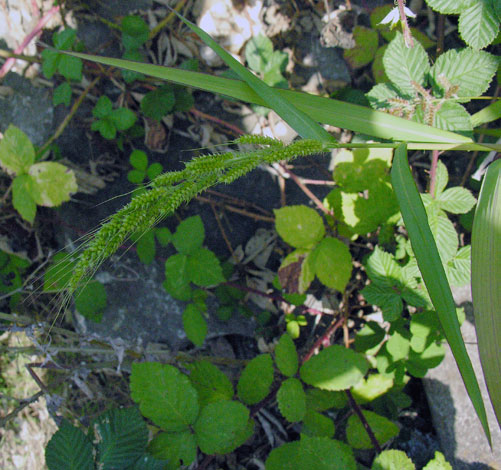 Echinochloa crus-galli