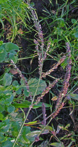 Echinochloa crus-galli