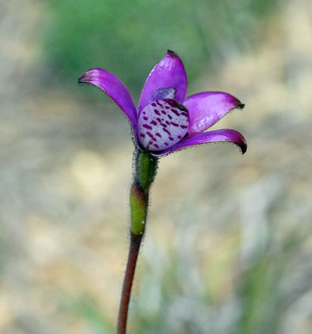 Elythranthera brunonis