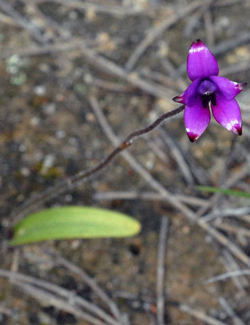 Elythranthera brunonis whole