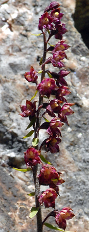 Epipactis atrorubens whole