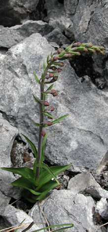 Epipactis atrorubens whole