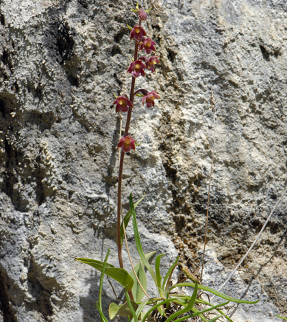 Epipactis atrorubens whole