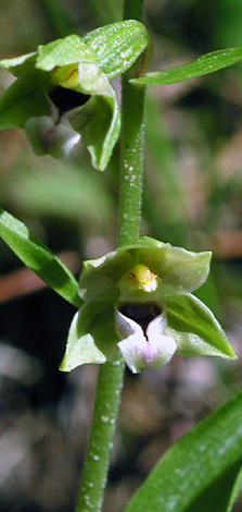 Epipactis dunensis flower