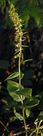 Epipactis helleborine whole