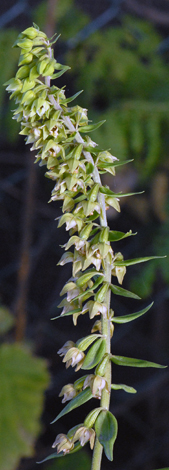 Epipactis helleborine close