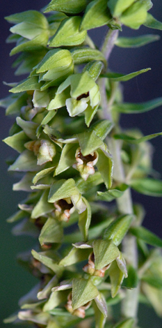 Epipactis helleborine closer