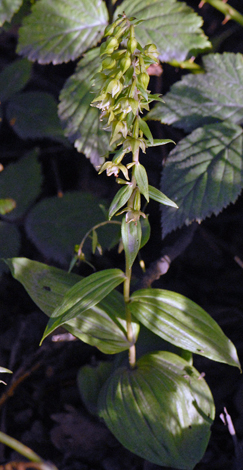 Epipactis helleborine whole