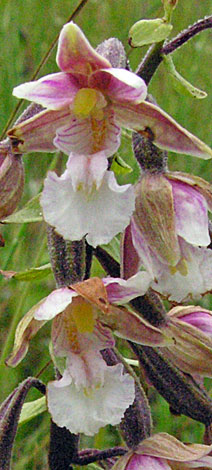 Epipactis palustris close