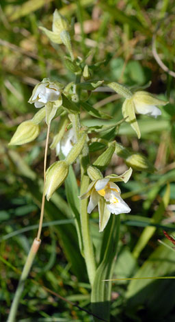 Epipactis palustris whole