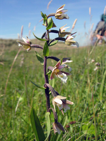 Epipactis palustris whole