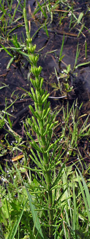 Equisetum fluviatile leaves