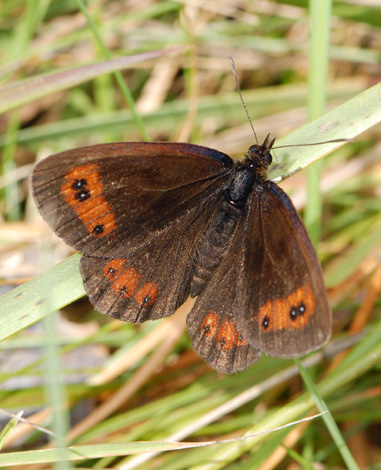 Erebia aethiops ssp aethiops top