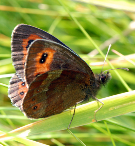 Erebia aethiops ssp aethiops under