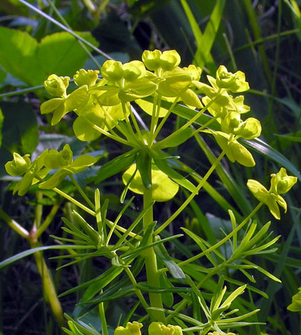 Euphorbia cyparissias whole