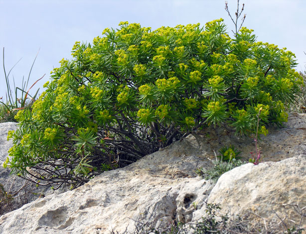 Euphorbia dendroides whole