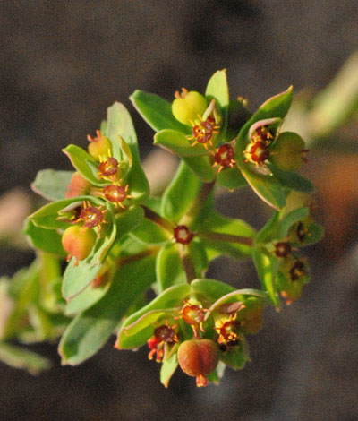 Euphorbia exigua close