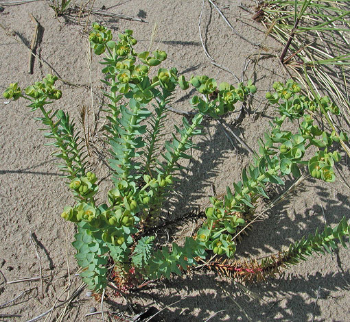 Euphorbia paralias whole